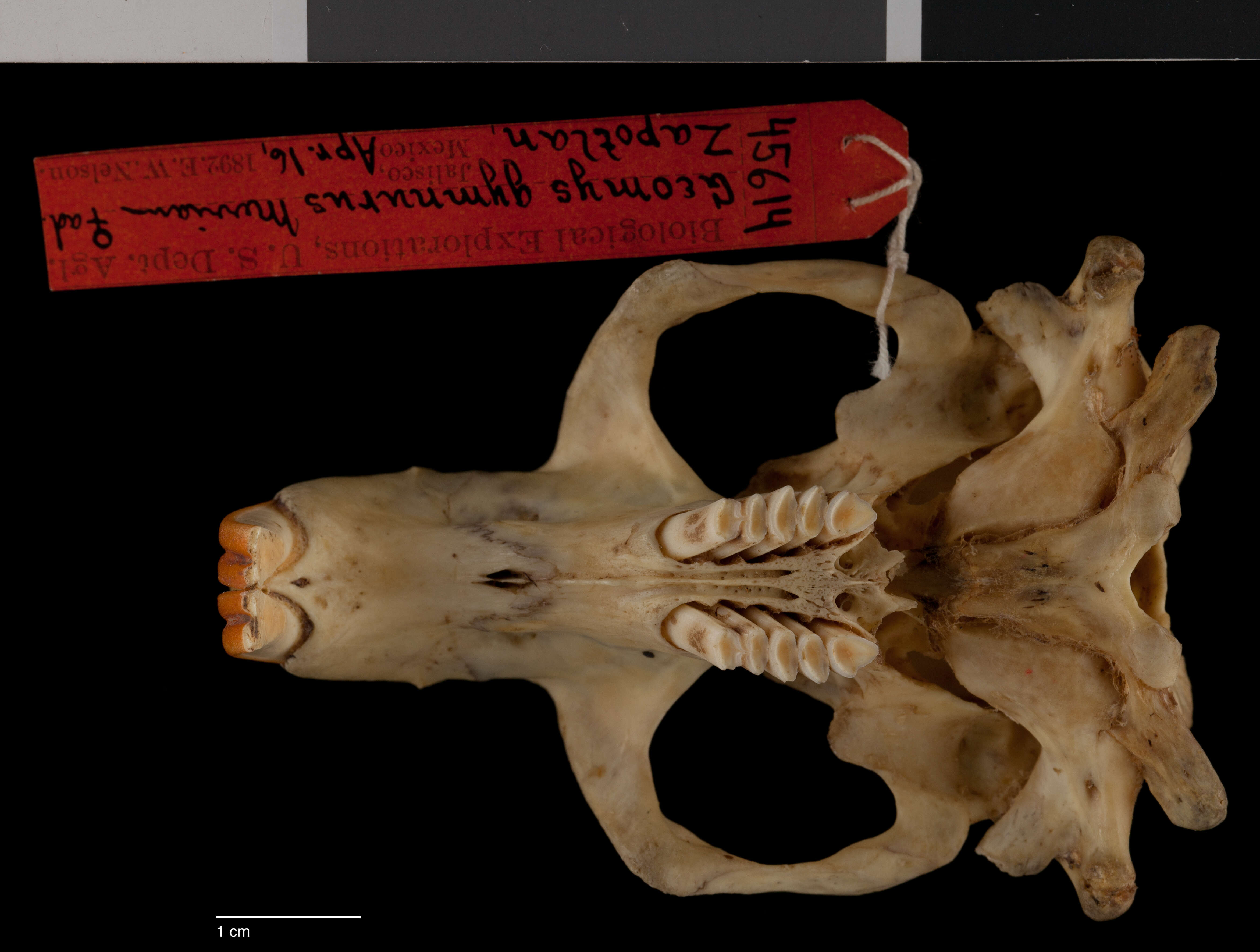 Image of Llano pocket gopher