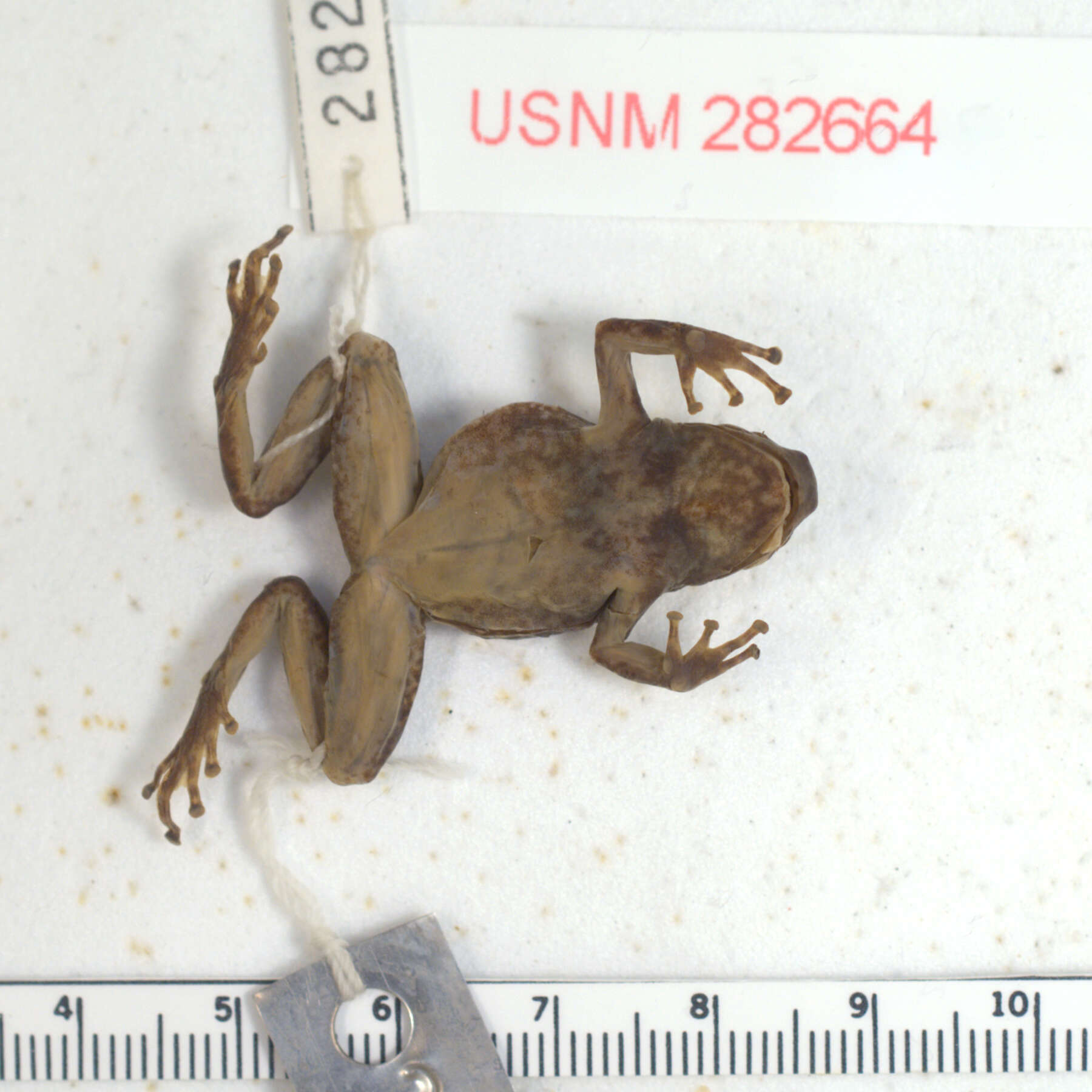 Sivun Hyloxalus peculiaris (Rivero 1991) kuva