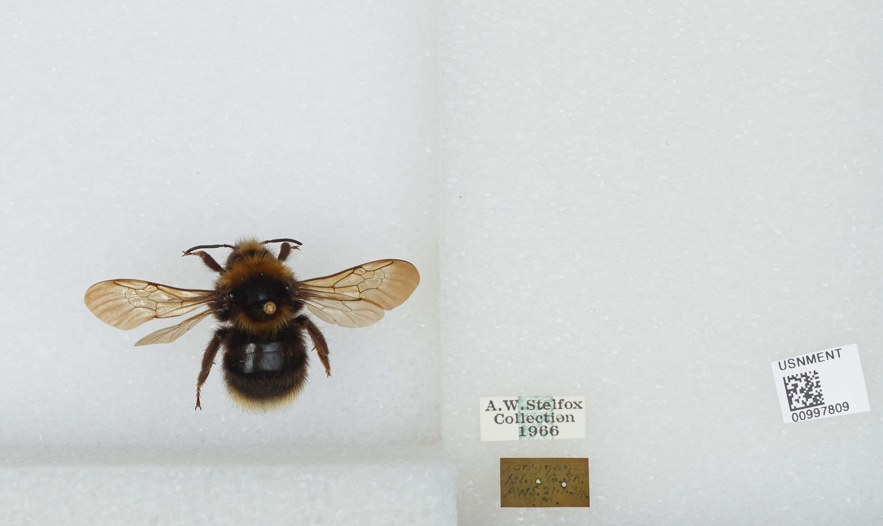 Image of Bombus barbutellus (Kirby 1802)