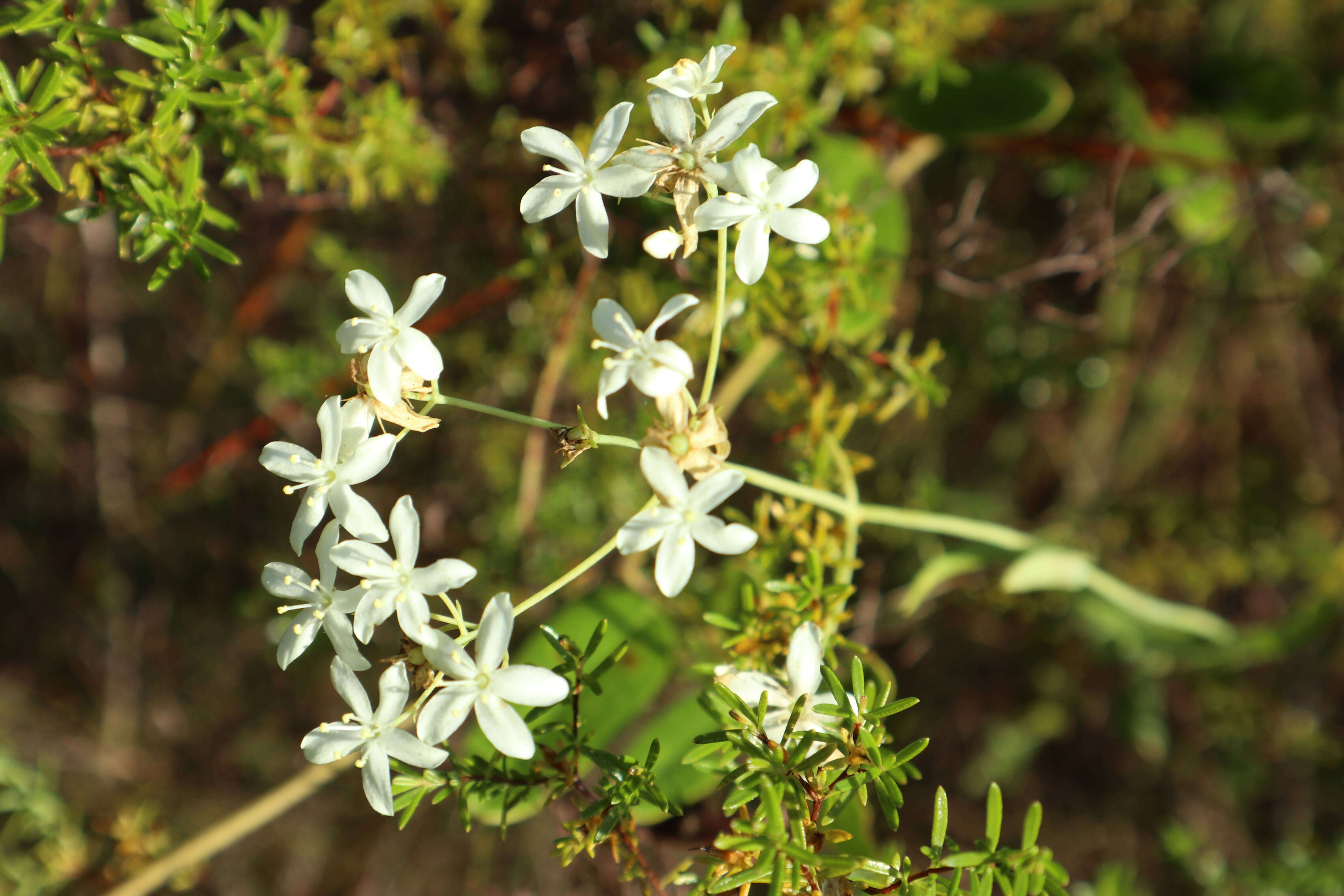 Sabatia macrophylla Hook. resmi