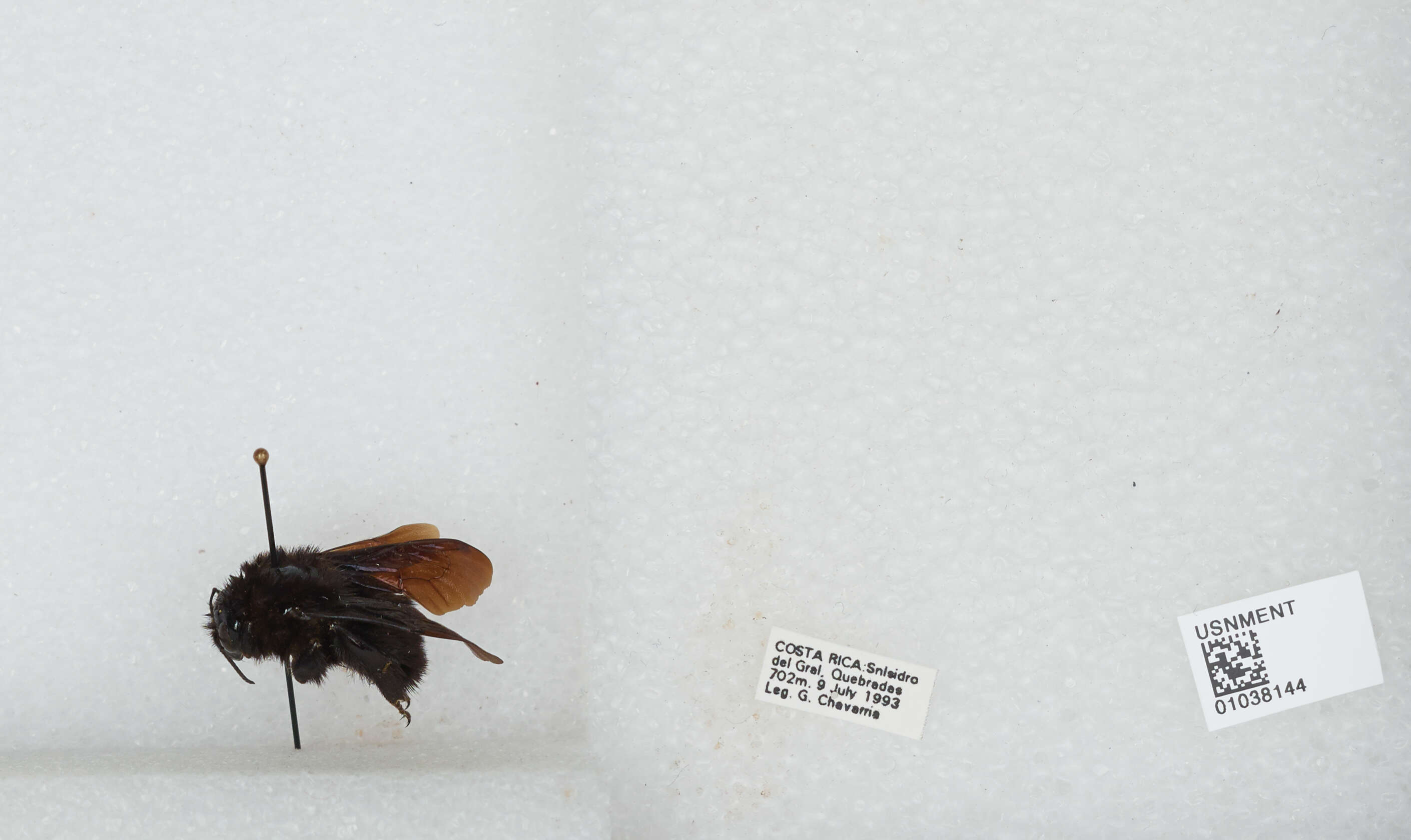 Image of Bombus pullatus Franklin 1913