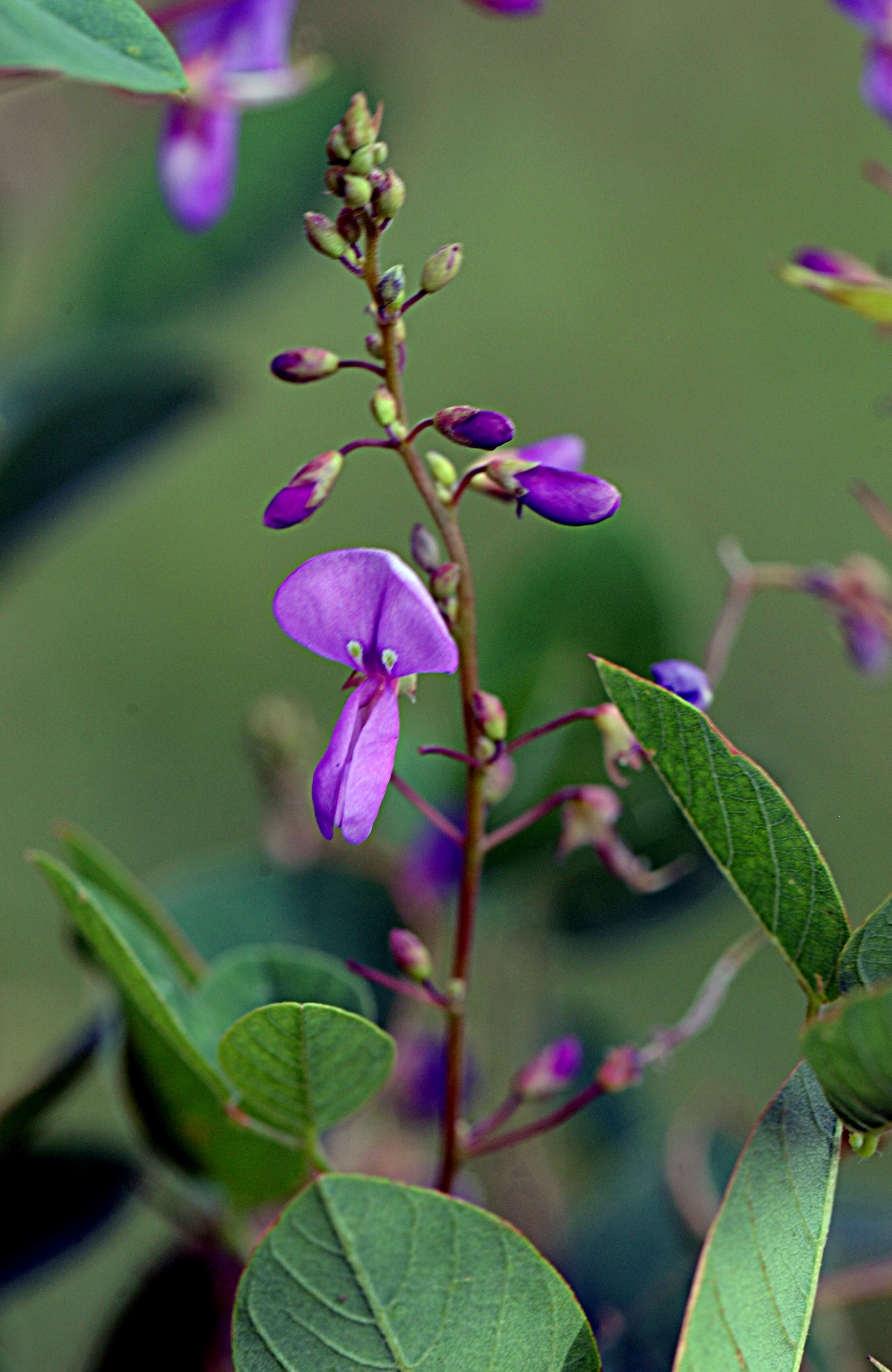 Image of Desmodium orbiculare Schltdl.