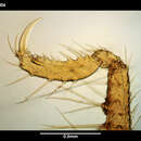 Image of Cilunculus cactoides Fry & Hedgpeth 1969