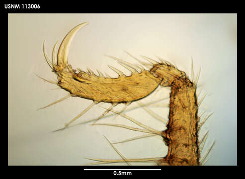 Image of Cilunculus cactoides Fry & Hedgpeth 1969