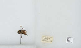 Image of Two Form Bumble Bee