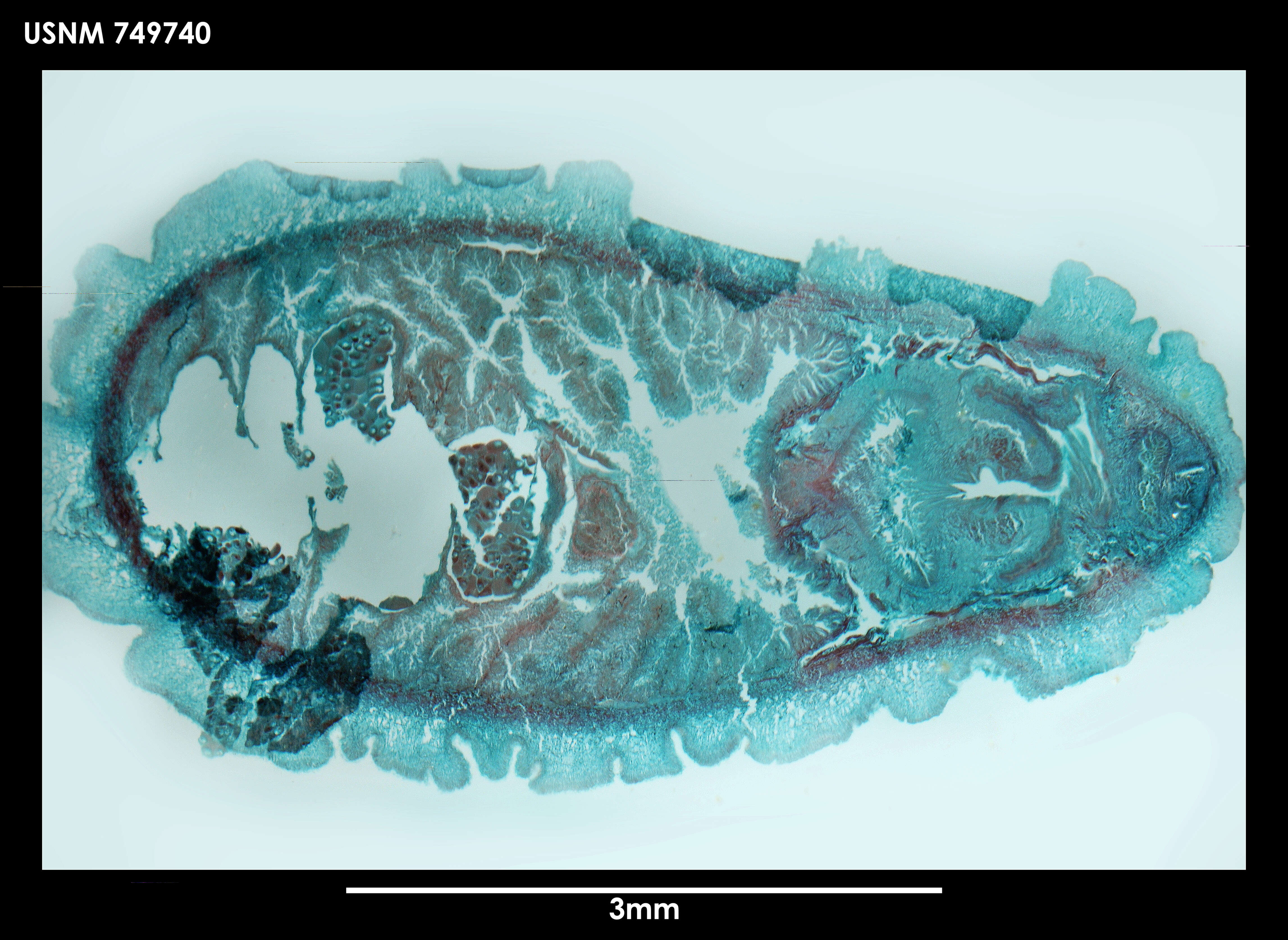 Image of Hemimenia dorsosulcata Salvini-Plawen 1978