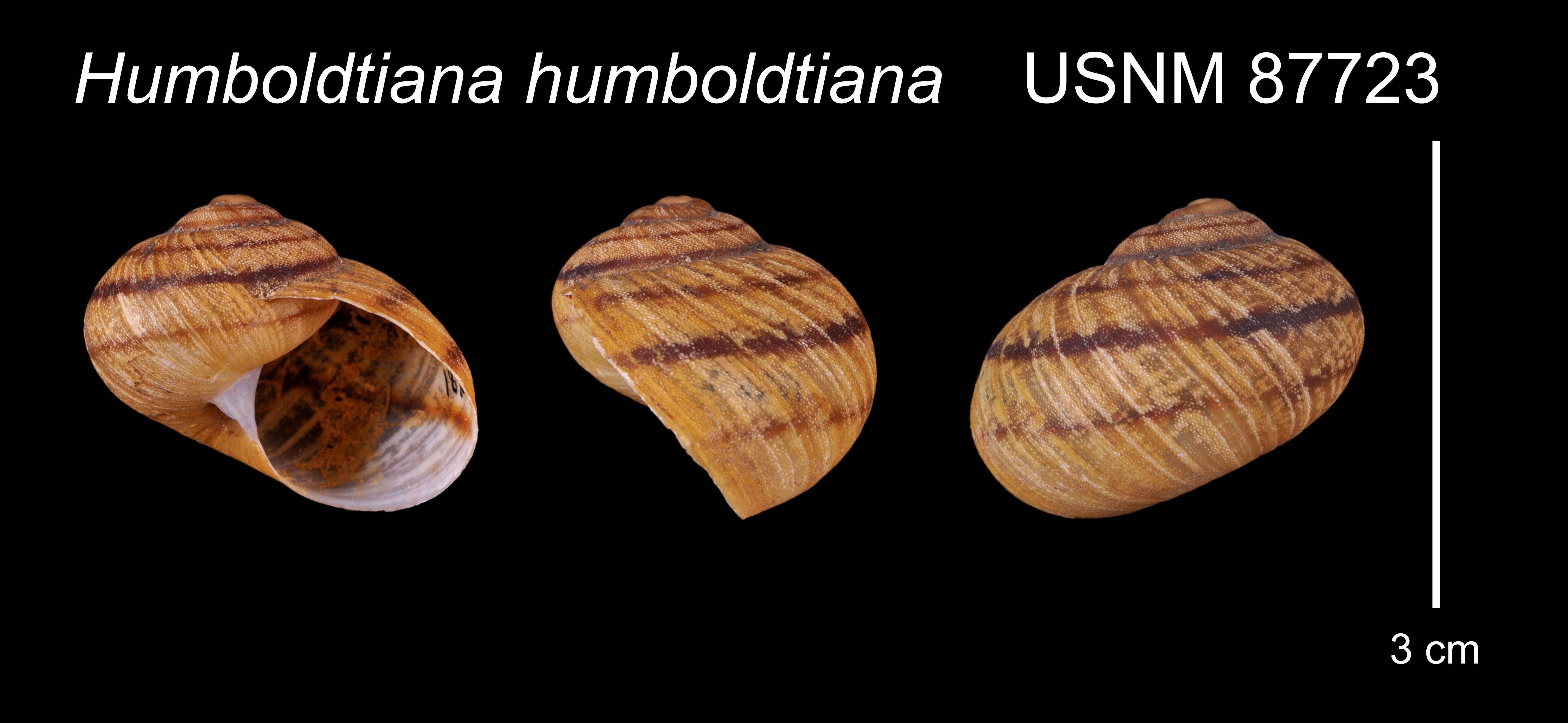 Image of Humboldtiana humboldtiana (L. Pfeiffer 1847)