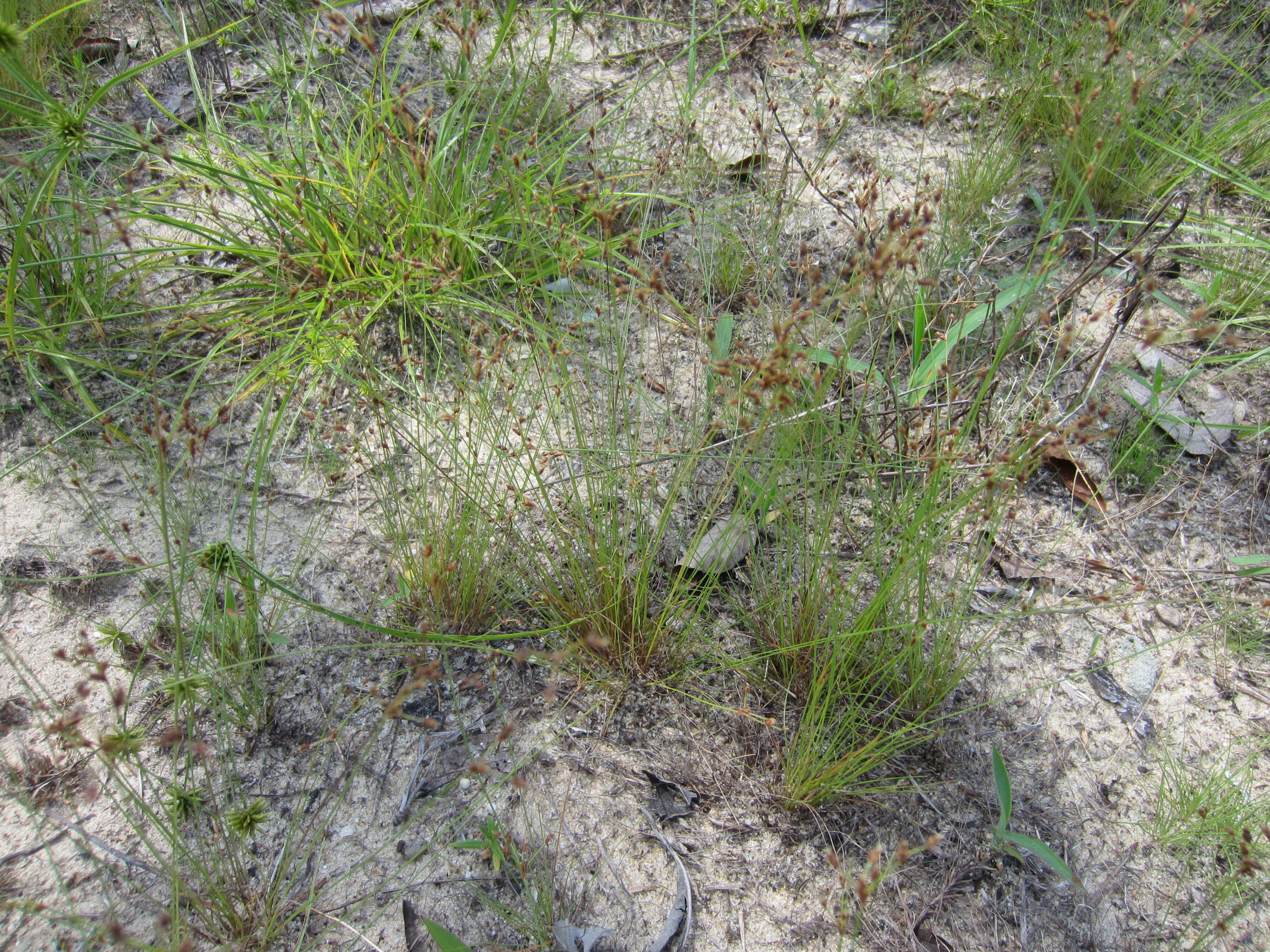 Слика од Bulbostylis ciliatifolia (Elliott) Fernald