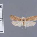 Imagem de Agonopterix antennariella Clarke 1941