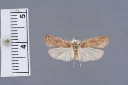 Image of Agonopterix antennariella Clarke 1941