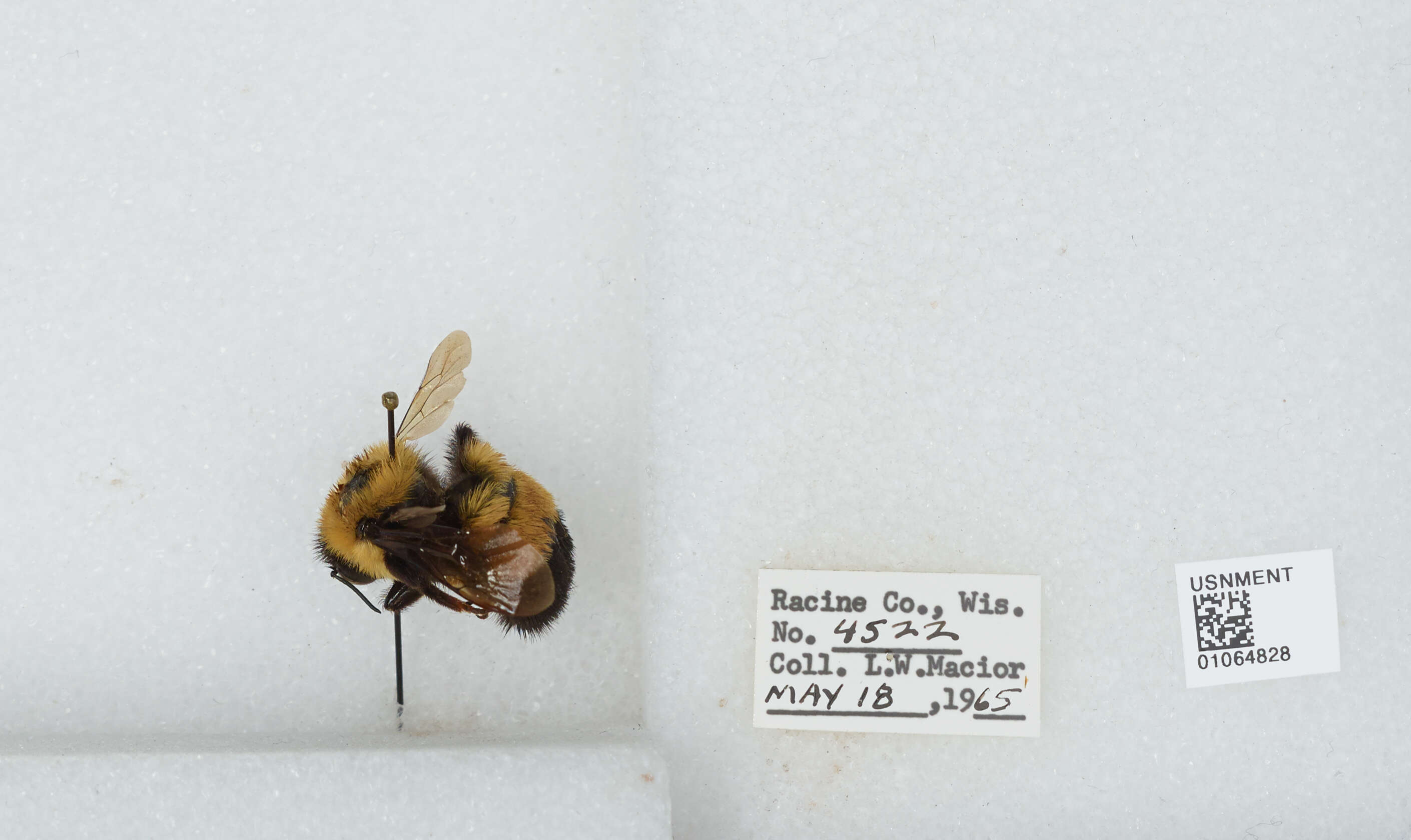 Image of Rusty patched bumble bee