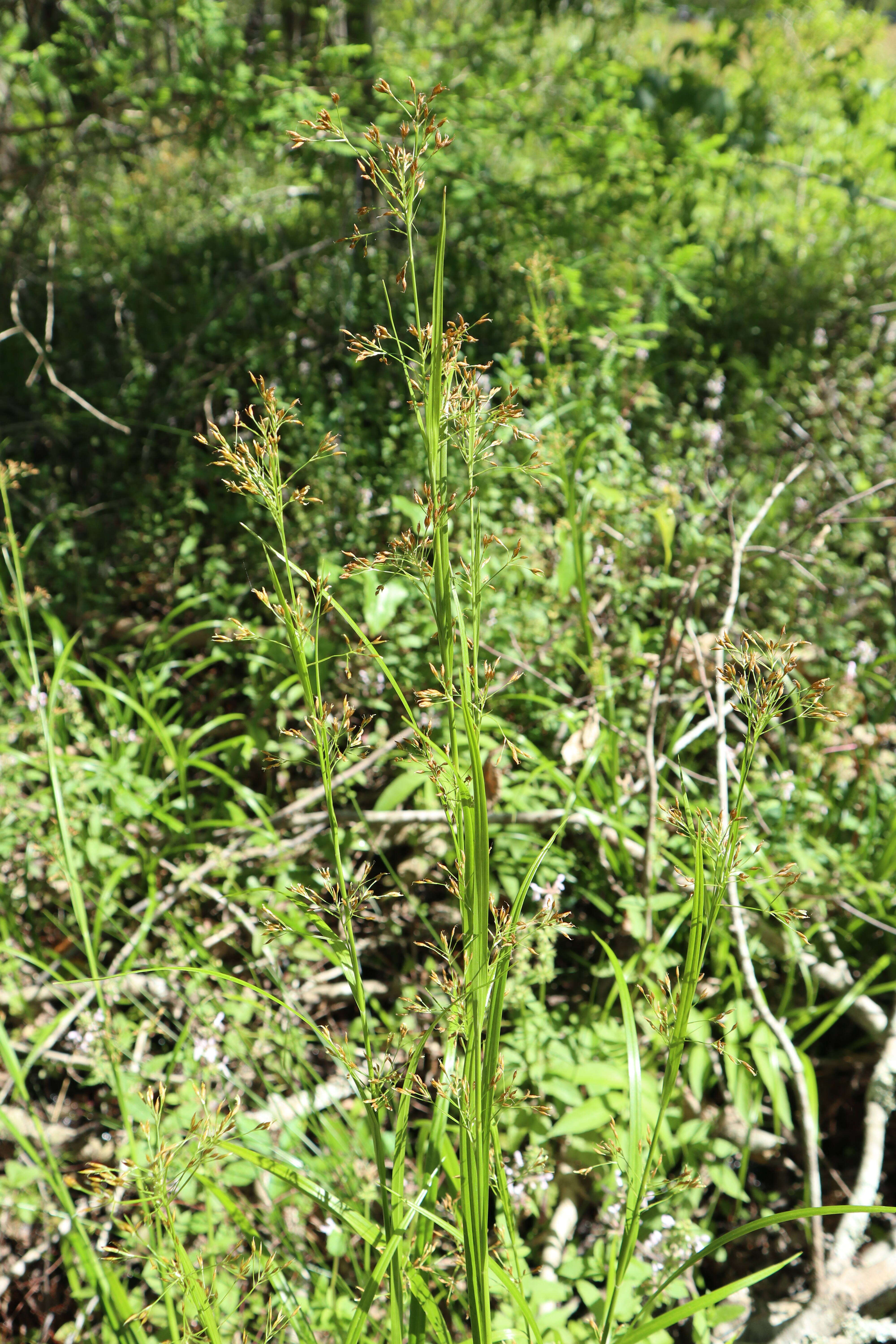 Image of Mingled Beak Sedge