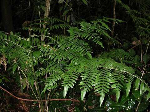 Image of angiopteris fern