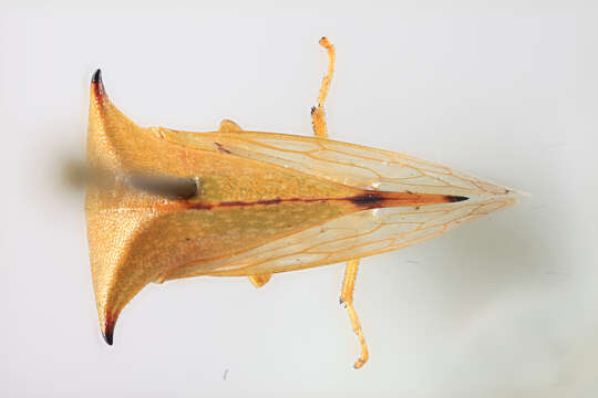 Image of Buffalo treehopper