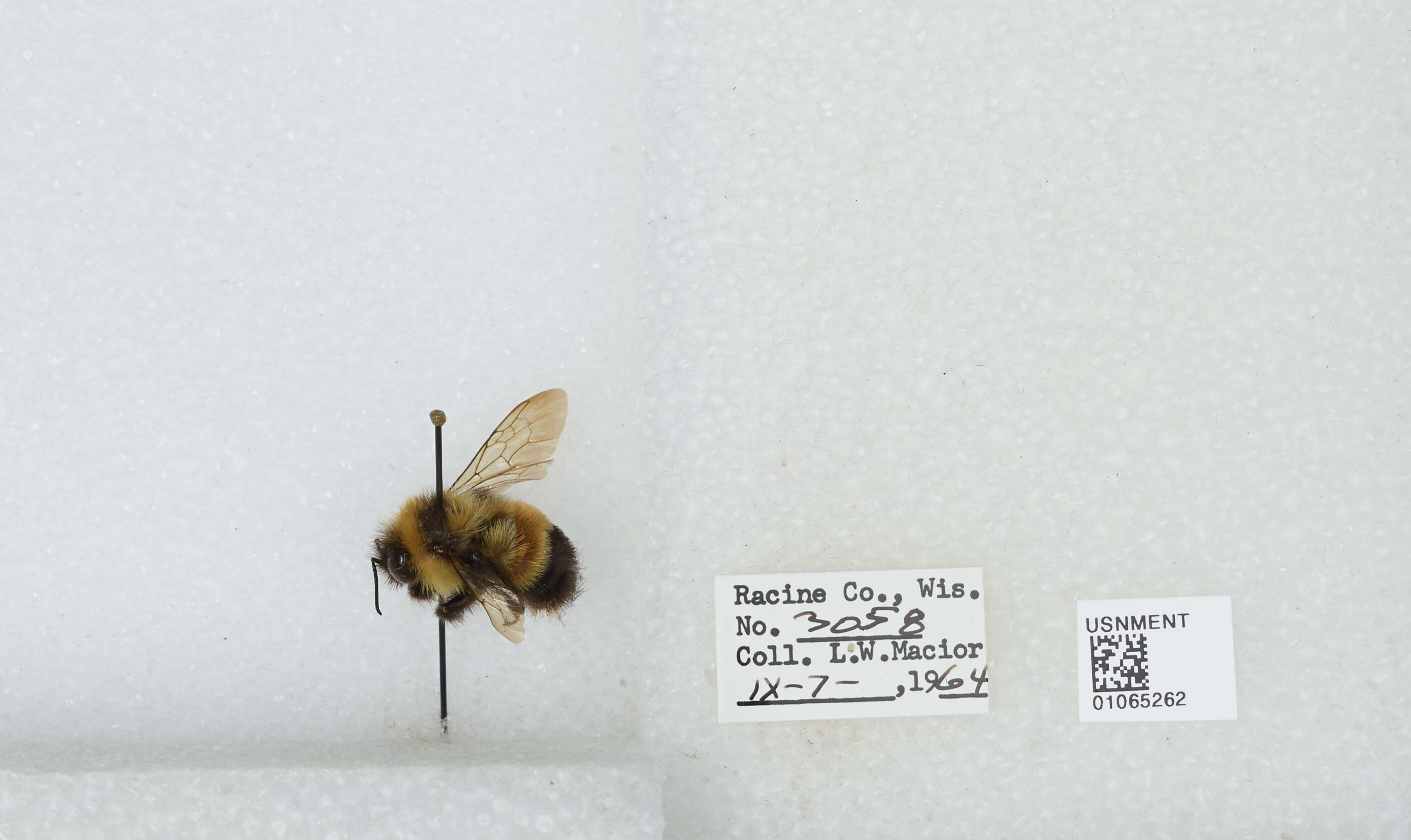 Image of Rusty patched bumble bee