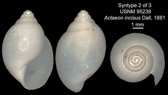 Imagem de Acteon incisus Dall 1881