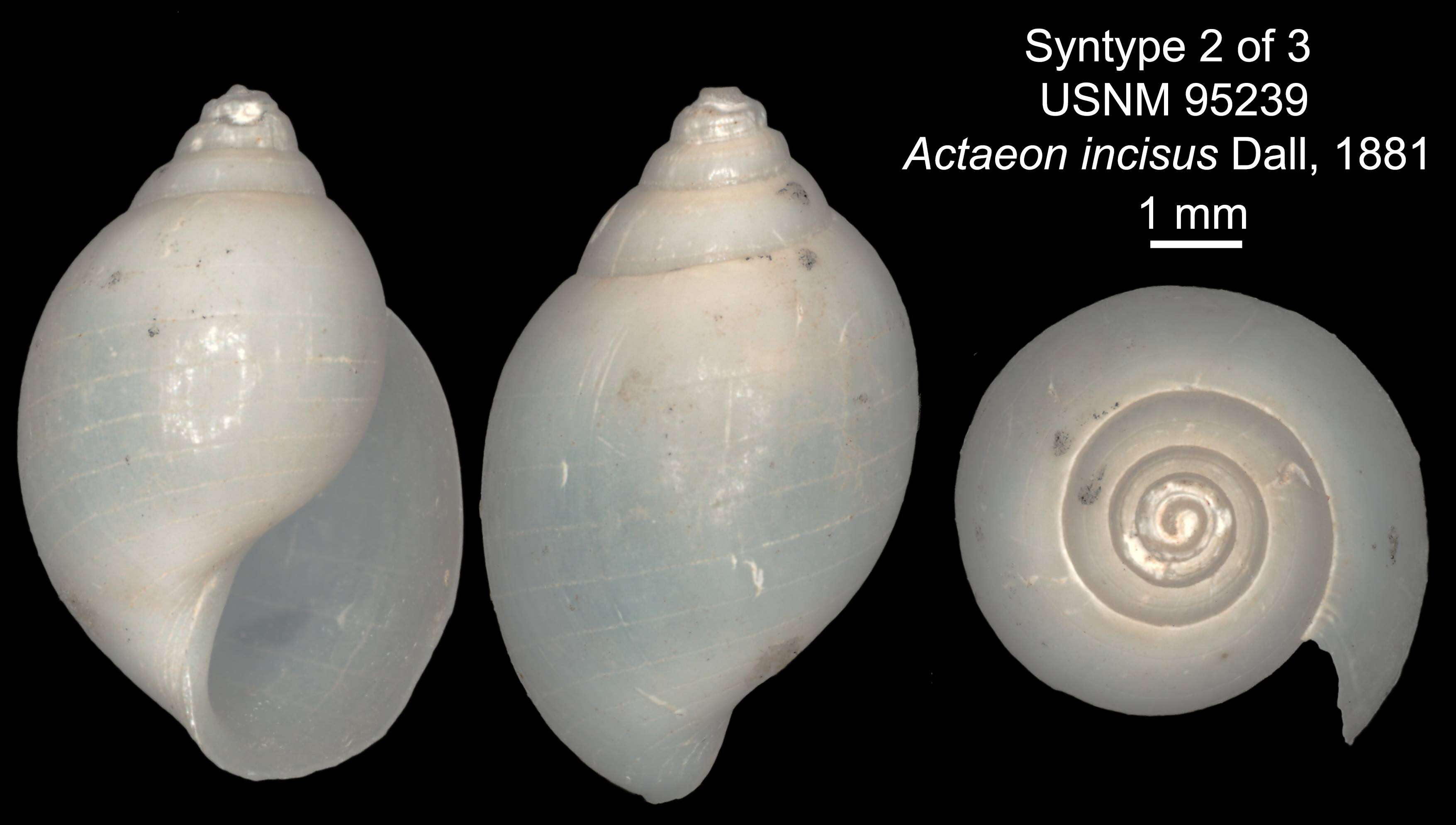 Image of Acteon incisus Dall 1881