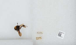 صورة Bombus norvegicus (Sparre-Schneider 1918)