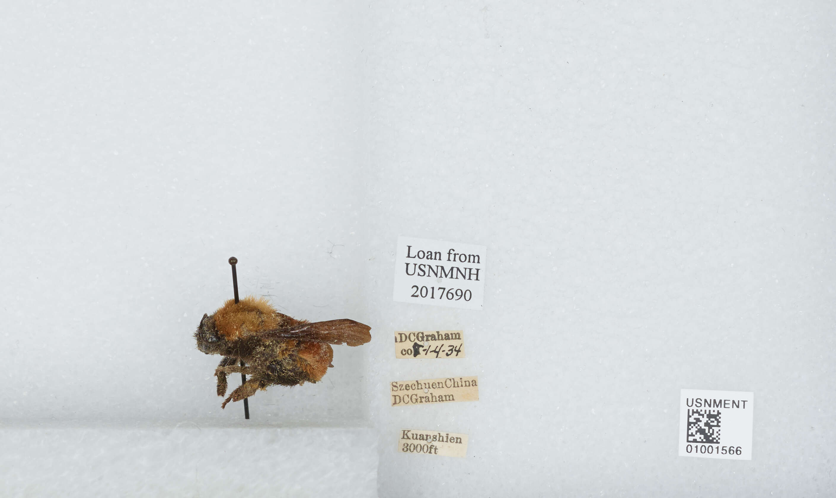 Image of Bombus atripes Smith 1852