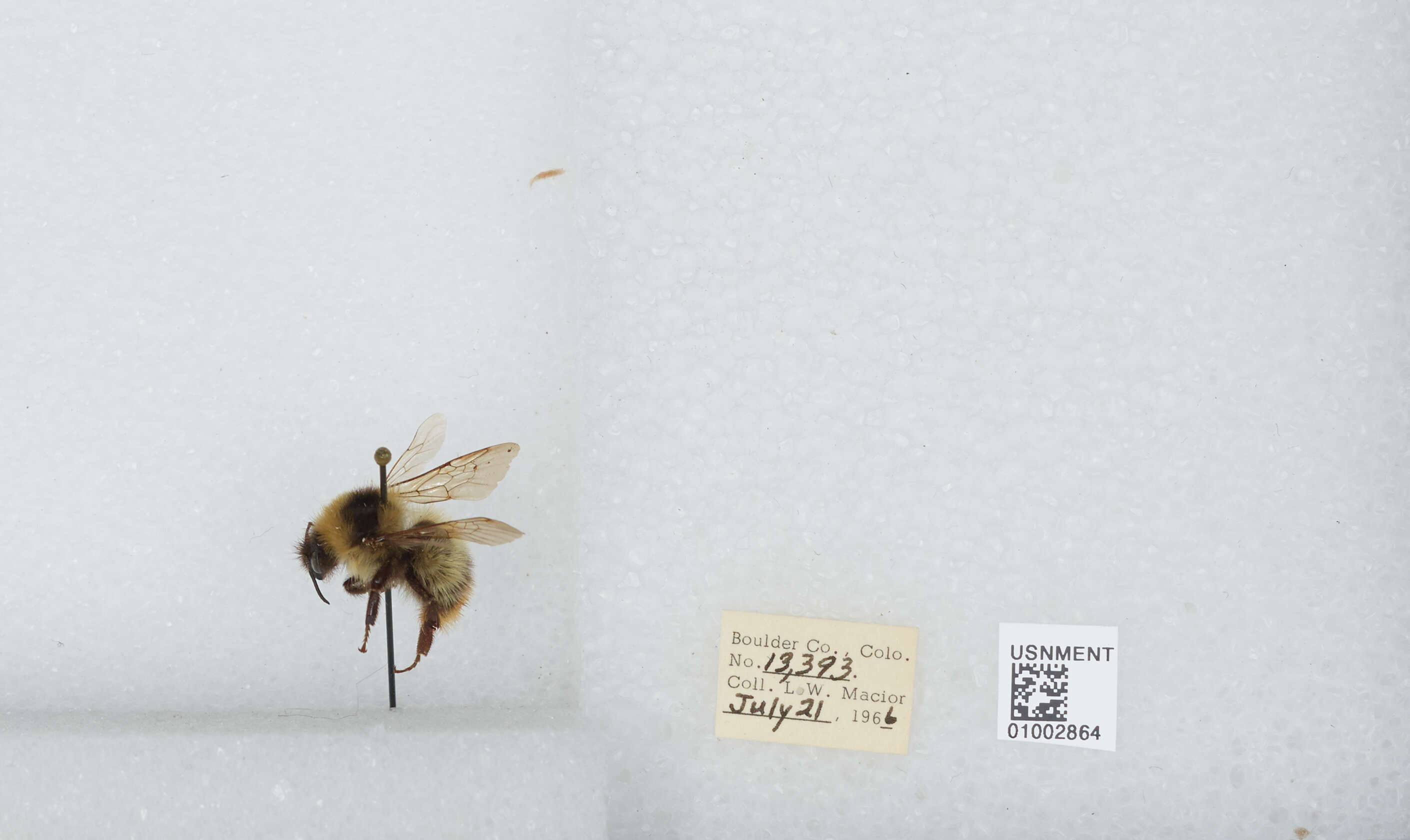 Image de Bombus balteatus Dahlbom 1832