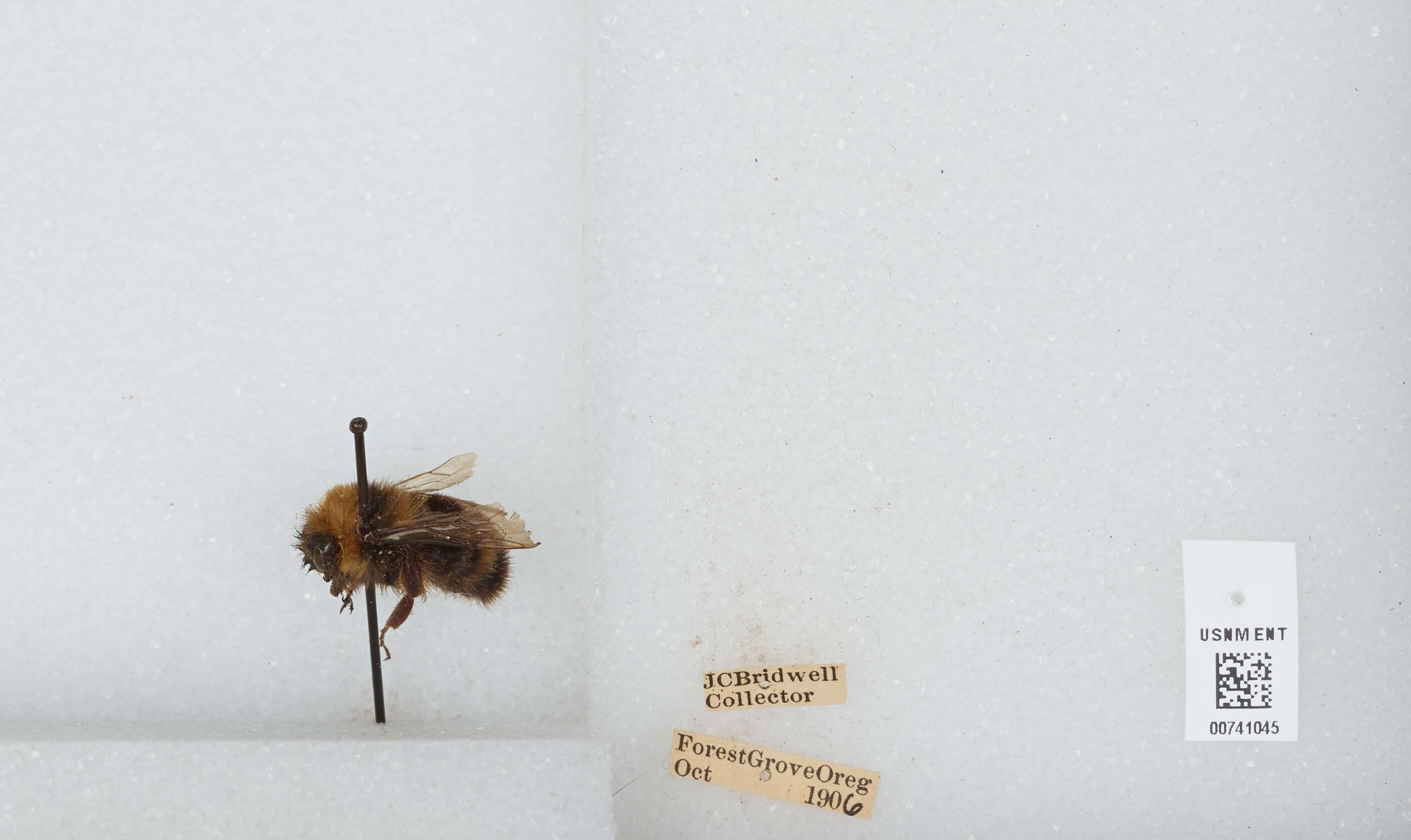 Слика од Bombus occidentalis Greene 1858