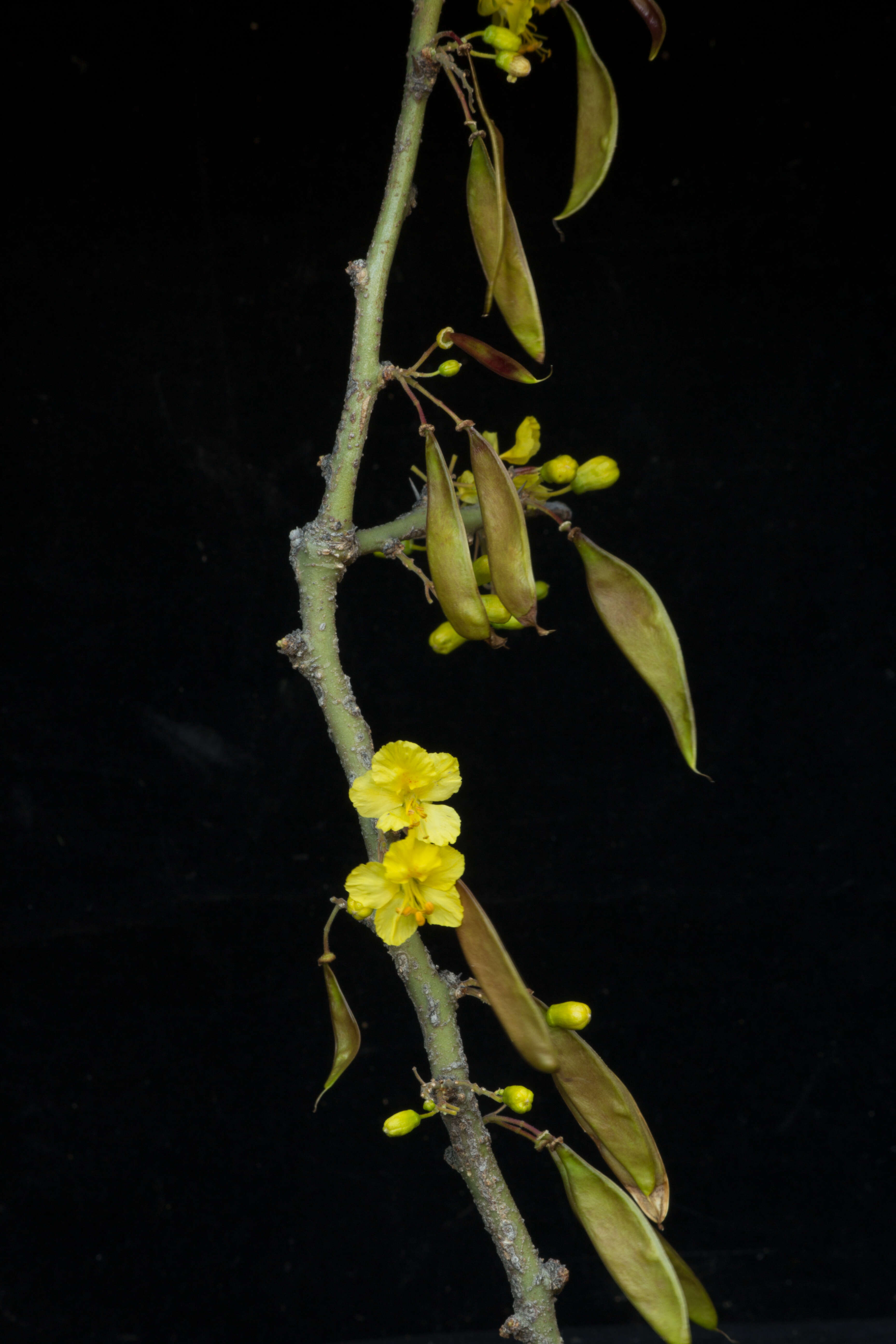 Image of Parkinsonia praecox (Ruiz & Pav.) Hawkins