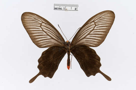 Image of Pachliopta atropos (Staudinger 1888)