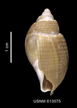 Chlanidota pyriformis Dell 1990 resmi