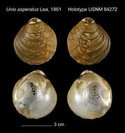 Image of Unio asperatus I. Lea 1861