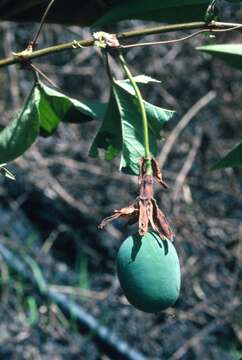 Слика од Passiflora macropoda Killip