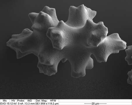 Image de Pleurocorallium porcellanum (Pasternak 1981)