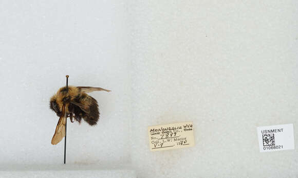 Image of Two-spotted Bumblebee