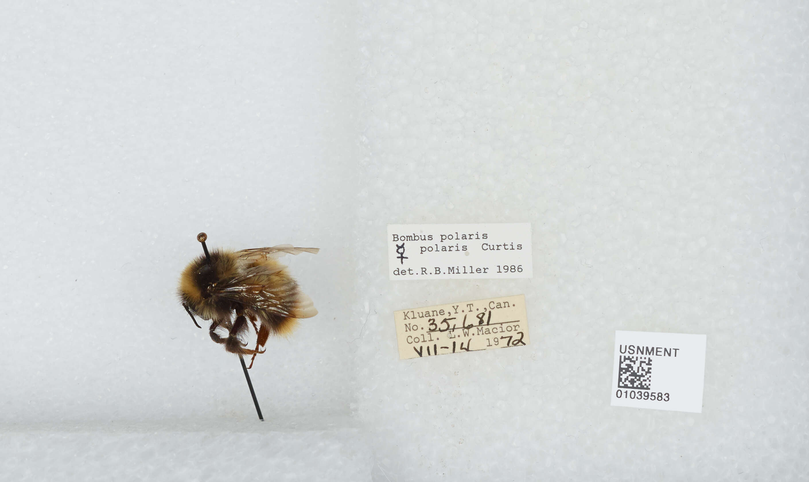 Image of Polar Bumble Bee