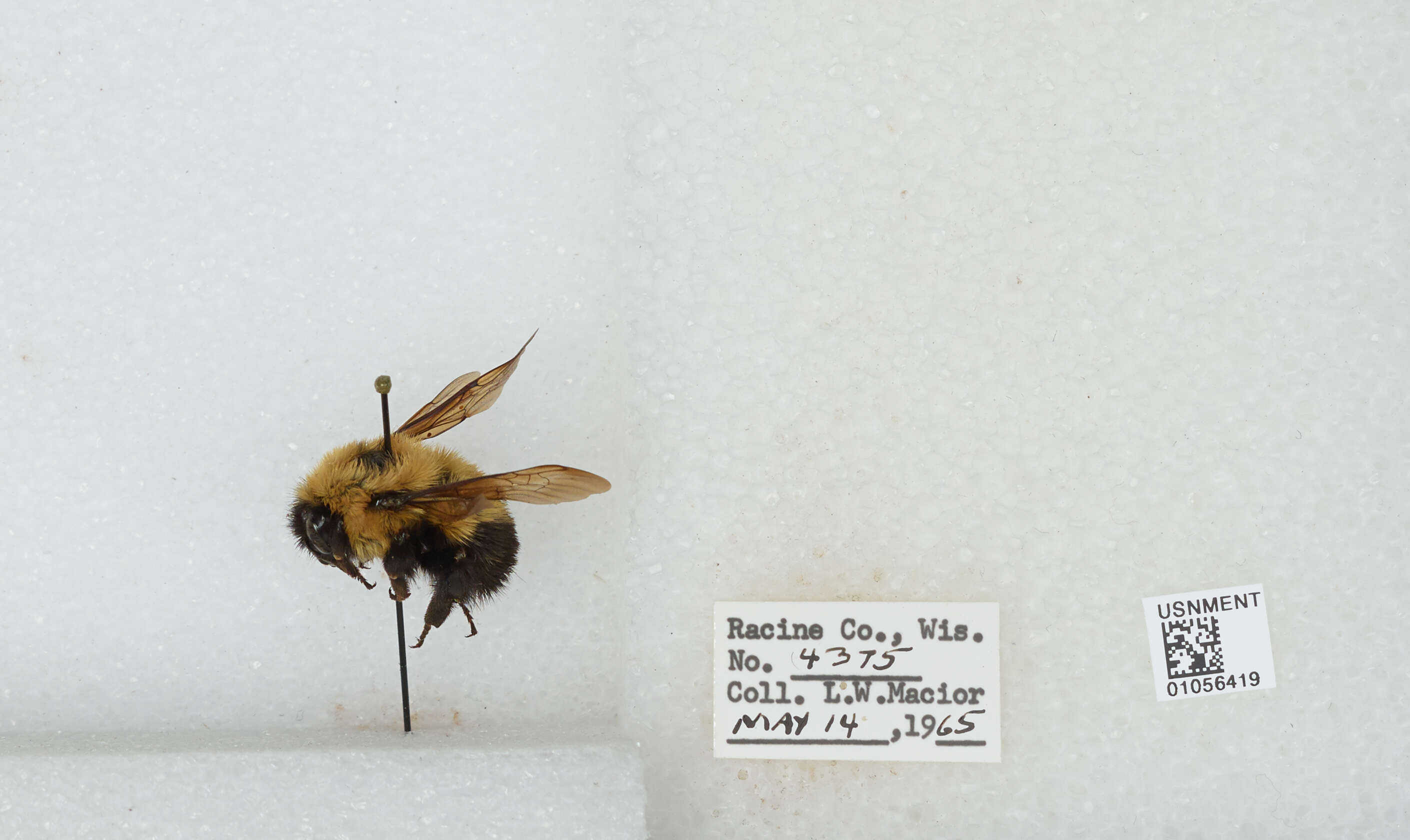 صورة Bombus bimaculatus Cresson 1864