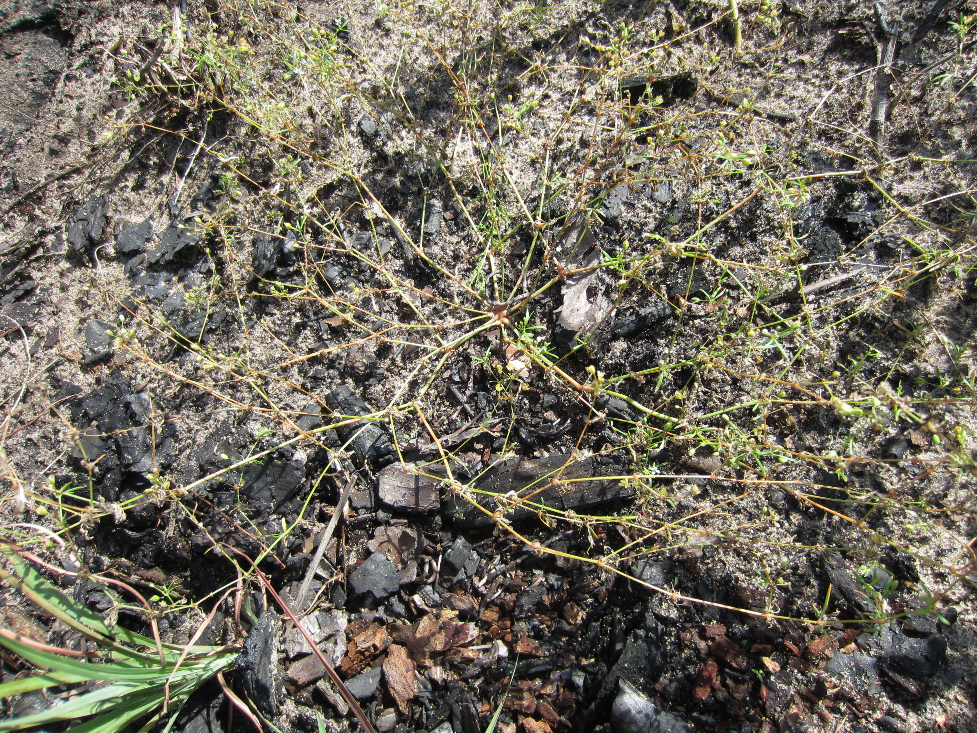 Image of green carpetweed