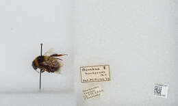 Plancia ëd Bombus hortorum (Linnaeus 1761)