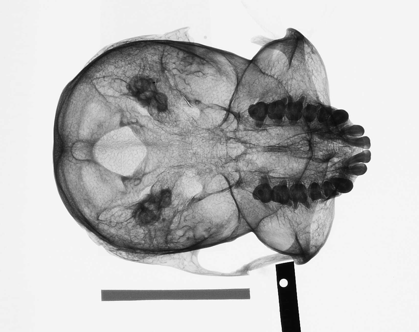 Image of Presbytis rubicunda rubicunda (Müller 1838)