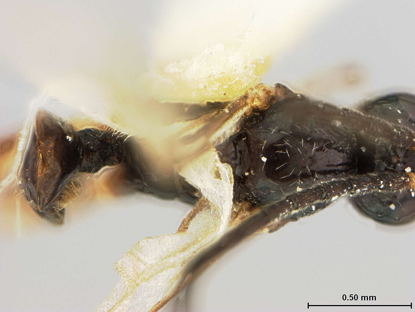 Image of Aphidius atropetiolatus Ashmead 1890