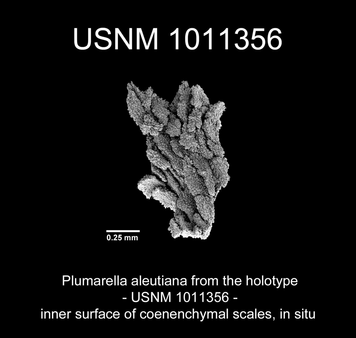 Image of Plumarella aleutiana Cairns 2011