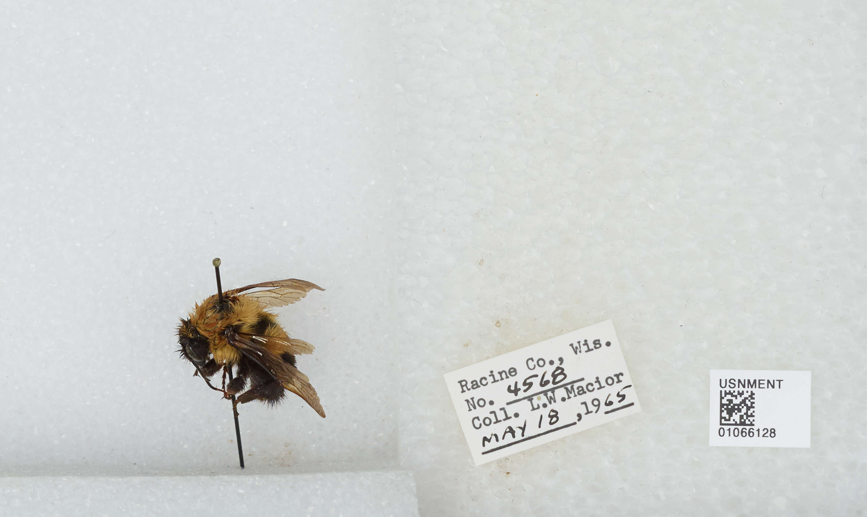 صورة Bombus bimaculatus Cresson 1864