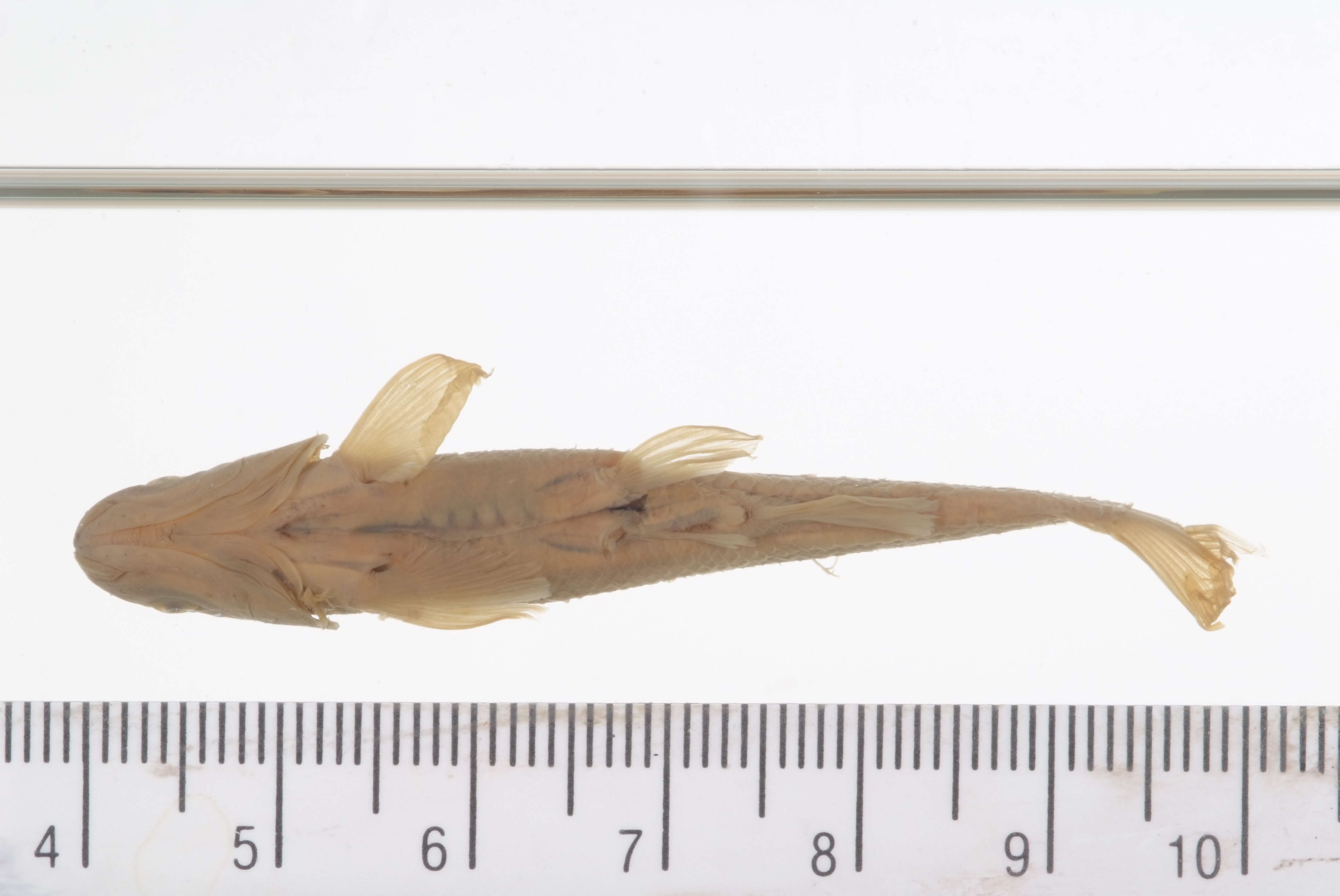 Image of Fathead Minnow