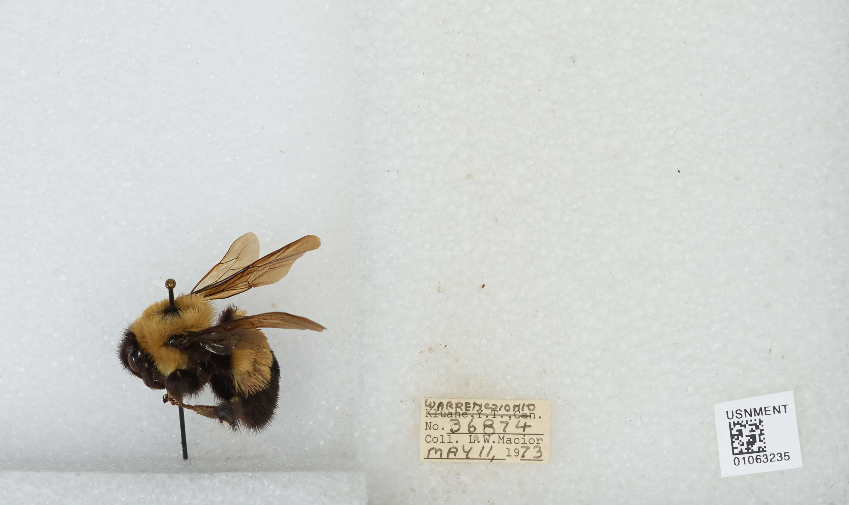 Слика од Bombus affinis Cresson 1864