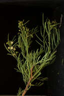 Imagem de <i>Mimosa acantholoba</i> var. <i>eurycarpa</i>