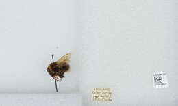 Plancia ëd Bombus hortorum (Linnaeus 1761)