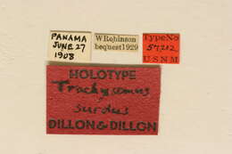 Trachysomus surdus Dillon & Dillon 1946 resmi