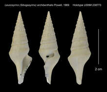 Imagem de Sibogasyrinx archibenthalis (Powell 1969)