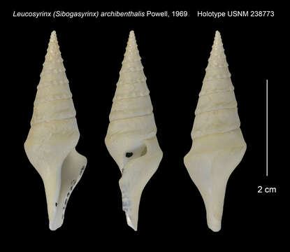 Image of Sibogasyrinx archibenthalis (Powell 1969)