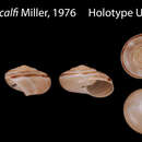 Image of Sonorella metcalfi W. B. Miller 1976