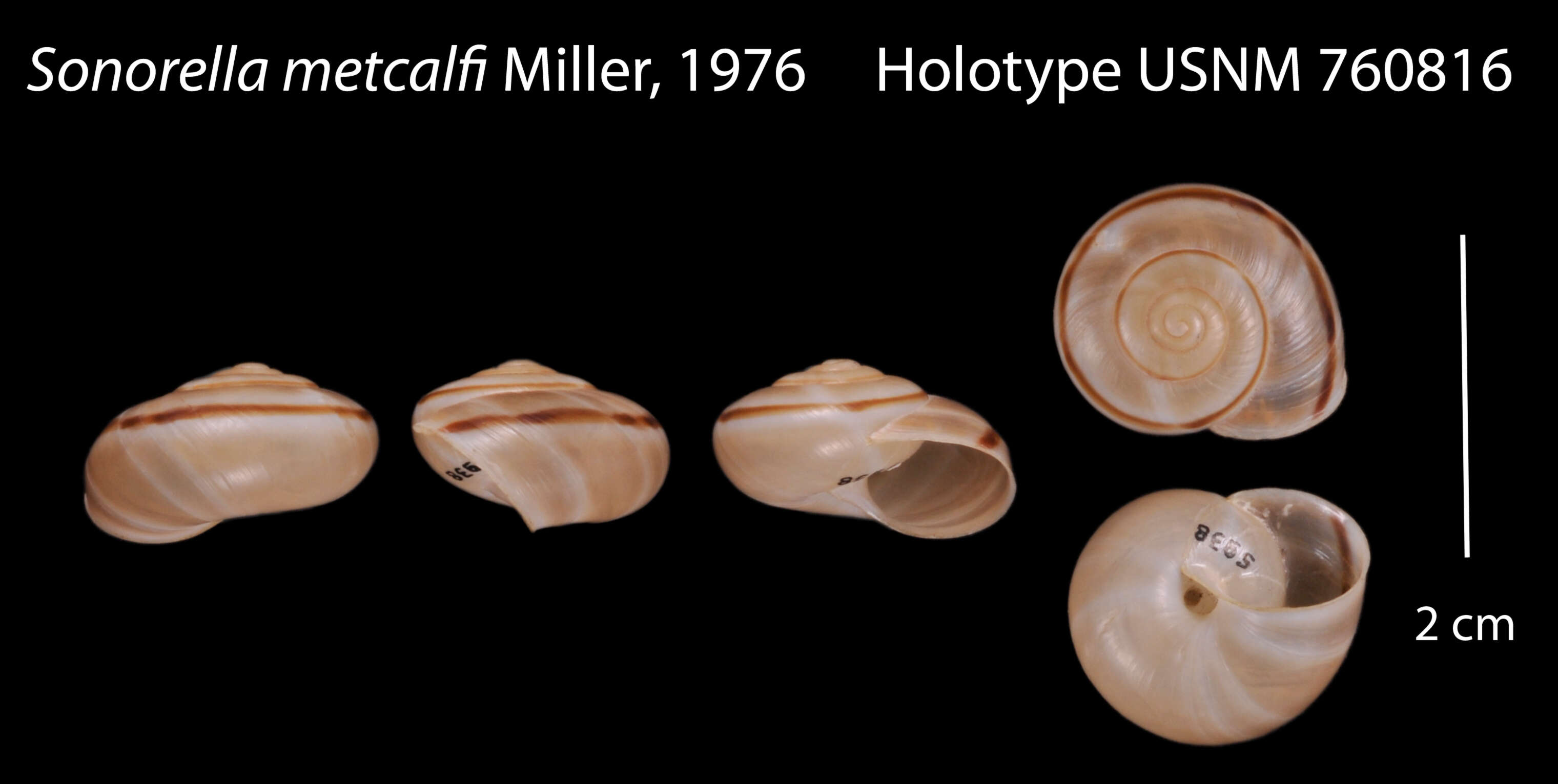 Image of Sonorella metcalfi W. B. Miller 1976