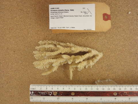 Image of Staghorn coral